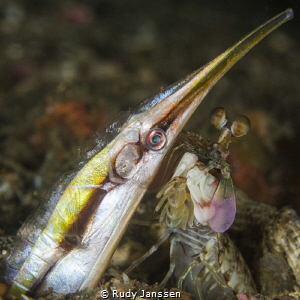 Manta shrimp catched a rigid shrimpfish by Rudy Janssen 